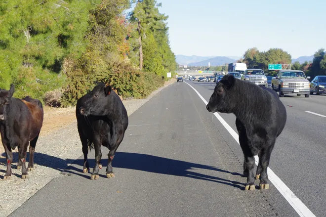 Loose cows need electric fence from valley farm supply