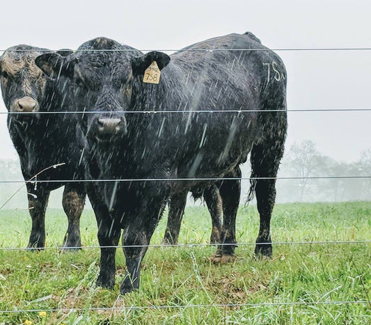 What is Electric Fence Impedance? / Gallagher Fencing
