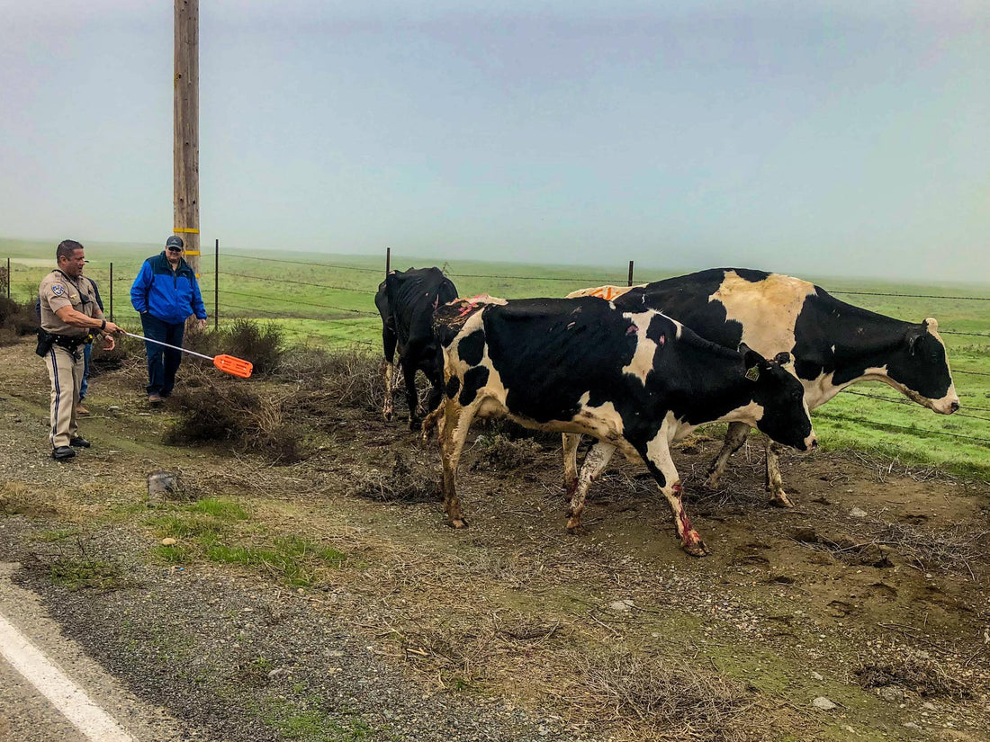 Cattle sorting left to the police