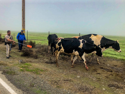 Cattle sorting left to the police