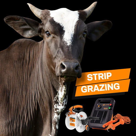 Manage Pastures with Strip Grazing Products