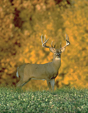 Gallagher Deer and Wildlife Feeder Electric Fence