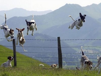 Gallagher fence