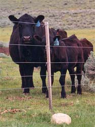 Permanent power fence with high tensile wire