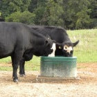 livestock cattle watering systems