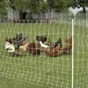 Electric Poultry/Sheep Netting - 40"X165' - Gallagher Electric Fence