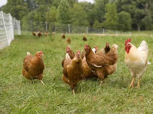2 Rolls 48'X164' Poultry Net + S100 Energizer + Ground - Gallagher Electric Fence