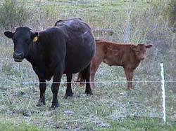 50 H.D. Tread-In Posts - Gallagher Electric Fence