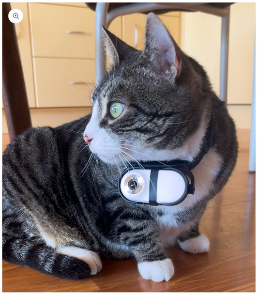 cat cam pro on barn cat