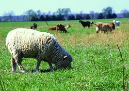 FFA Sheep show