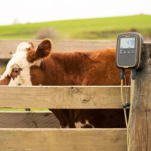 A digital cattle scale weigh monitor clipped to a wooden fence next to a brown and white cow in an outdoor paddock.