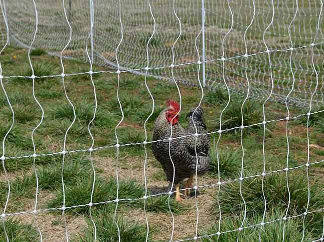 3 Rolls of 48"X164' Gallagher Poultry Net + Ground Rod - Gallagher Electric Fence