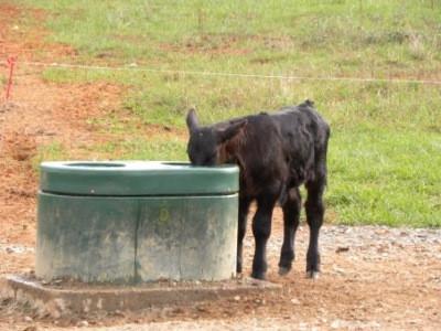 2 Hole Lapp Energy Free Waterer + Ships Free! Best Seller! - Gallagher Electric Fence