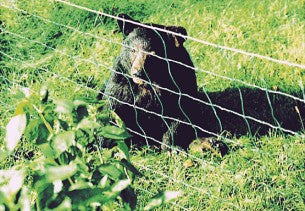 Black bear outside of  a Gallagher Solar Beehive  Netting Kit  trying the get honey