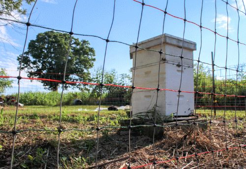 Gallagher Solar Beehive electric fence  Netting Kit  on farm and blue sky
