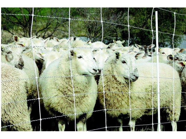 2 Rolls 35"X164' Sheep Net + S120 Energizer + Ground with sheep inside electric fence