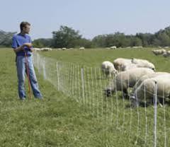 Farmer with sheep using 2 Rolls 35"X164' Sheep Net and S120 Energizer on green grass farm