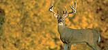 Deer standing in a Wildlife Food Plot Fence