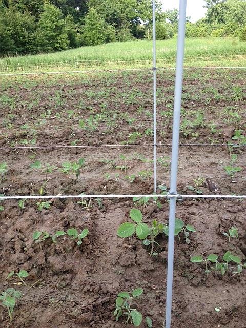 20, 3/8" Fiberglass Posts - Gallagher Electric Fence