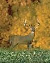 Big Buck with Deer & Wildlife Food Plot Fence Kit 