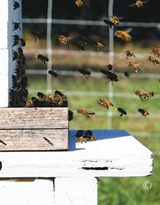honey bees around hive that is protected by a gallagher Solar Beehive  Netting Kit 