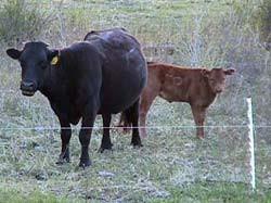 250 H.D. Tread-In Posts | Free USA Shipping - Gallagher Electric Fence