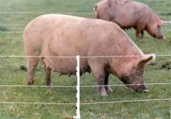 250 H.D. Tread-In Posts | Free USA Shipping - Gallagher Electric Fence